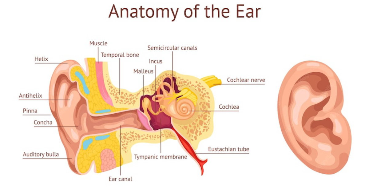Quietum Plus: How Glutamate Excitotoxicity Triggers Tinnitus and What Science Reveals About Protecting Your Auditory Nerve