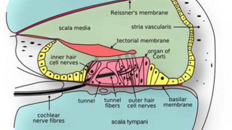 inner ear stria vascularis