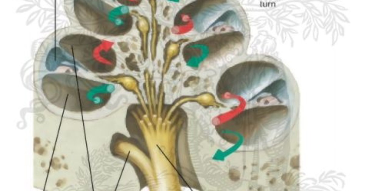 Quietum Plus: Restoring Cochlear Microcirculation to Silence Tinnitus and Protect Hearing