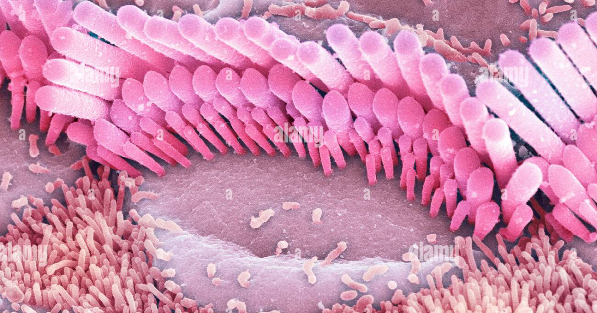 Quietum Plus: Why Hair Cell Damage Leads to Brain Hyperactivity in Tinnitus