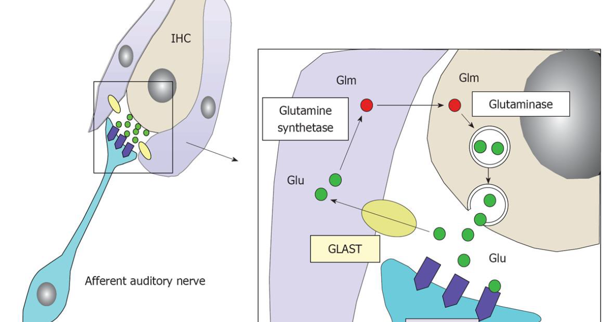 Ring Quiet Plus: The Glutamate-Tinnitus Connection and How to Quiet Auditory Nerve Inflammation