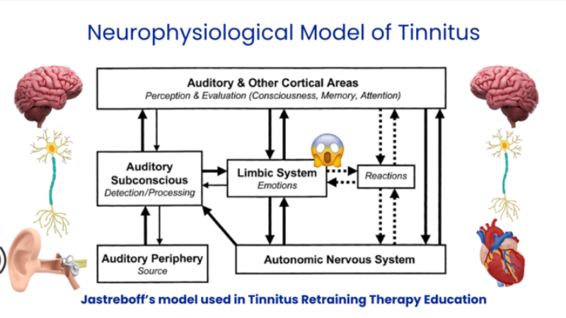 auditory nerve synapse glutamate excitotoxicity illustration