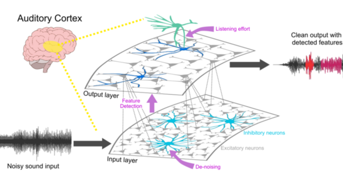 Ring Quiet Plus: The Neurochemical Roots of Phantom Noise and How to Quiet the Brain