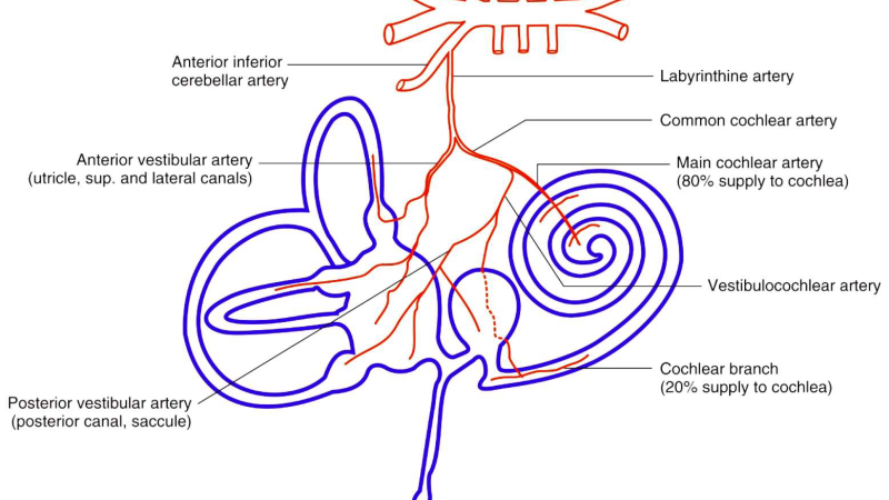 illustration of cochlear blood supply with labeled capillaries