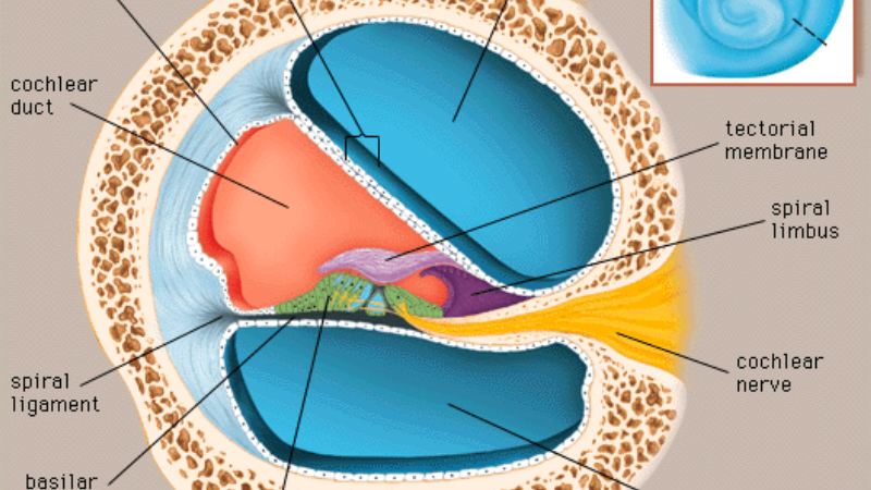 cross-section of cochlea with blood vessels and hair cells, showing oxidative stress