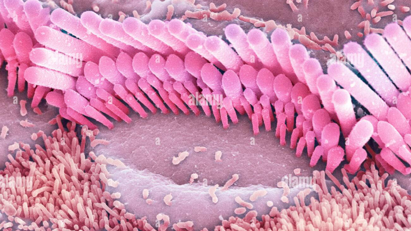 microscopic view of inner ear hair cells