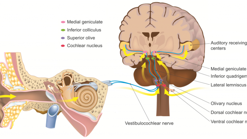 diagram of auditory pathway from ear to brain