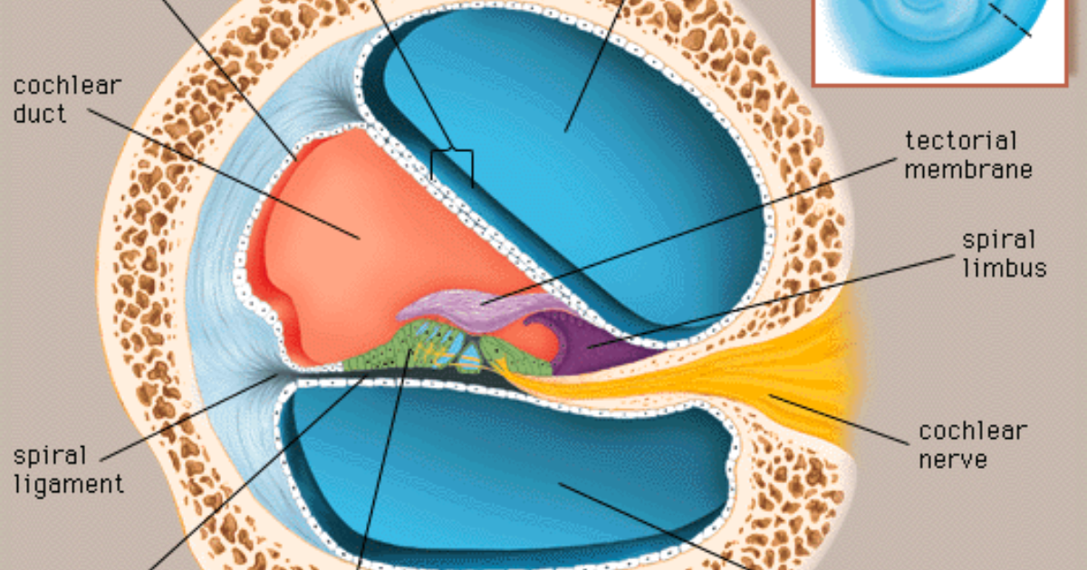 Ringzen 6: The Cochlea's Hidden Danger — Why Your Brain Hears What Isn't There