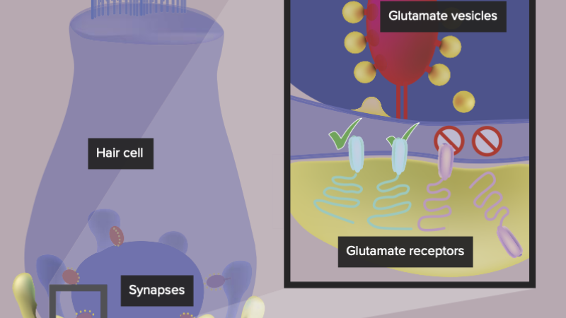 diagram showing glutamate release and oxidative stress in hair cell