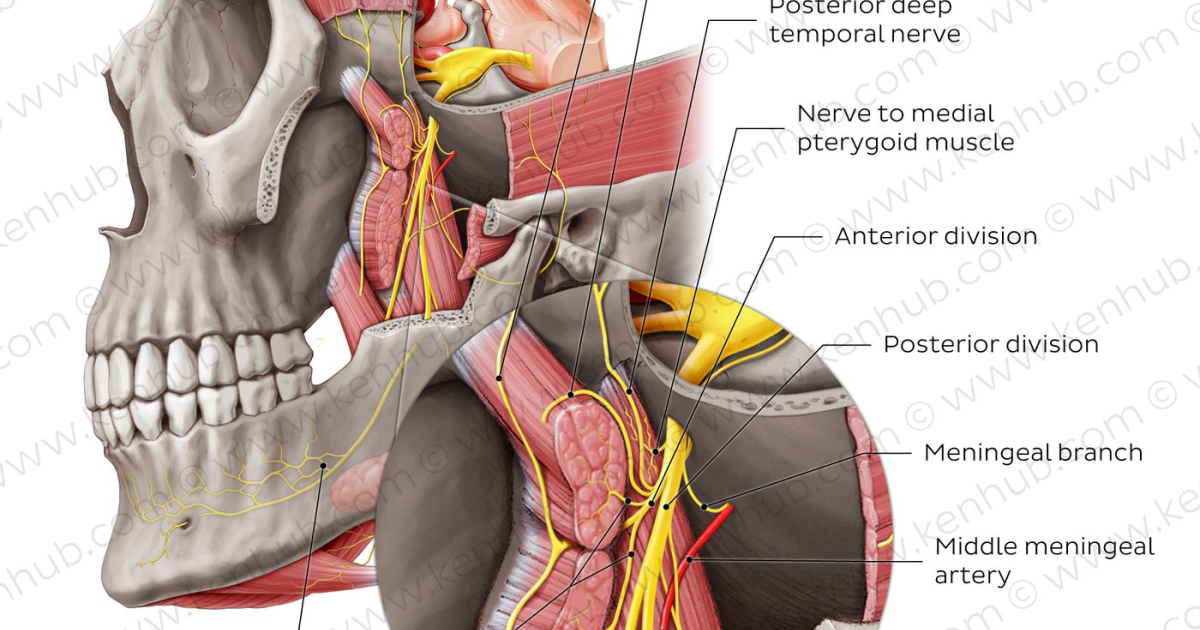 Sharp Ear: How Somatosensory Input Intensifies Tinnitus — and the Natural Solutions That Help