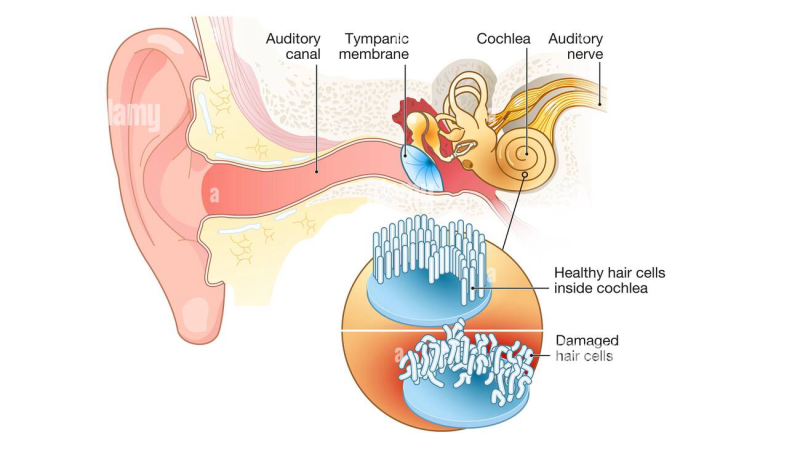 anatomical illustration of auditory cortex and inner ear pathways