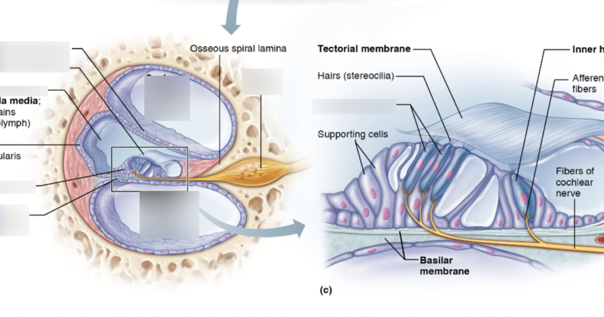 Sharp Ear: Restoring Cochlear Microcirculation and Mitochondrial Health for Lasting Hearing Protection