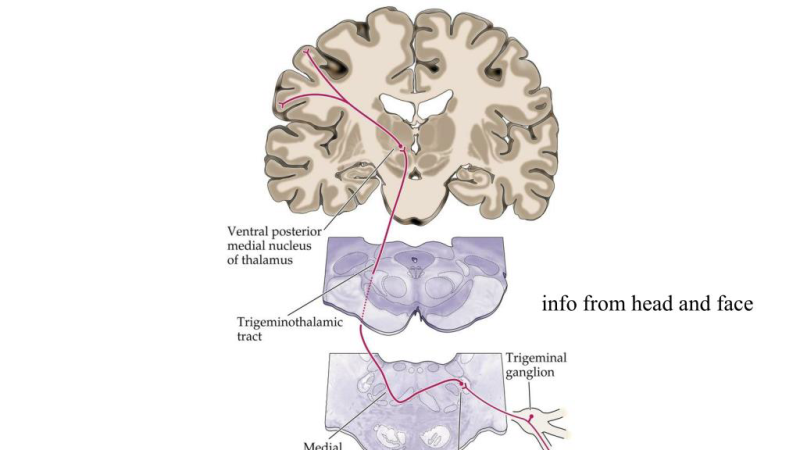somatosensory trigeminal auditory pathway diagram