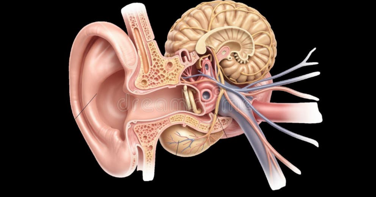 SonoVive: The Real Reason for Phantom Noise Inside the Tinnitus Brain