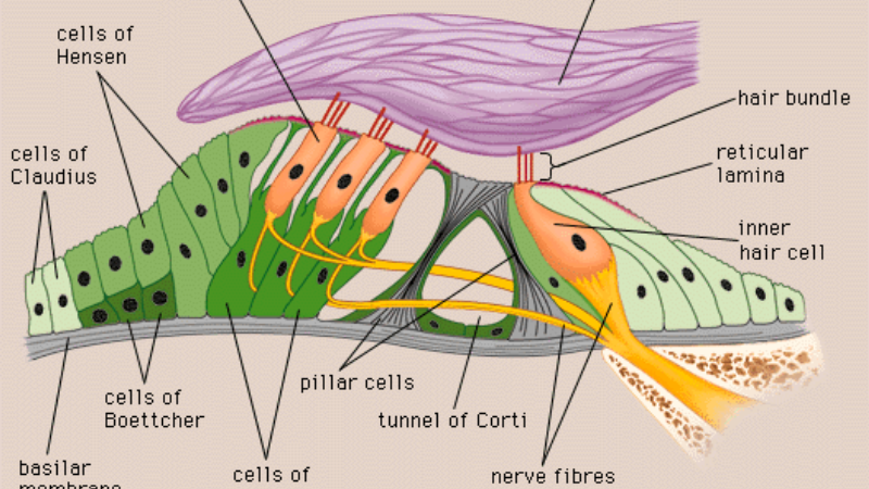 cross-section of cochlea showing blood supply and hair cells
