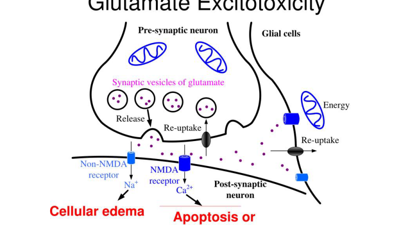 diagram showing glutamate excitotoxicity pathway and sites of action for natural compounds