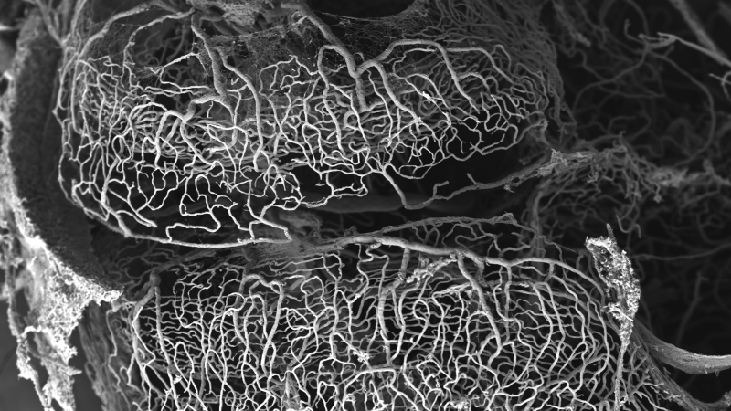 microscopic view of cochlear capillary network