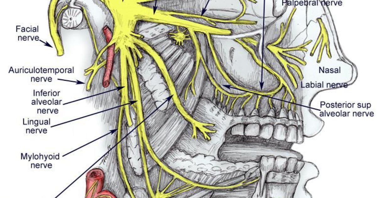 Sonus Complete: The Surprising Link Between Dental Problems and Ear Ringing