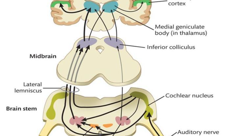 brainstem auditory pathways and trigeminal nerve connection illustration