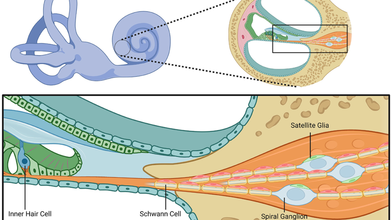 cochlear hair cells and microcirculation diagram