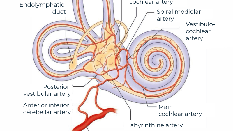 inner ear cochlea with blood vessels