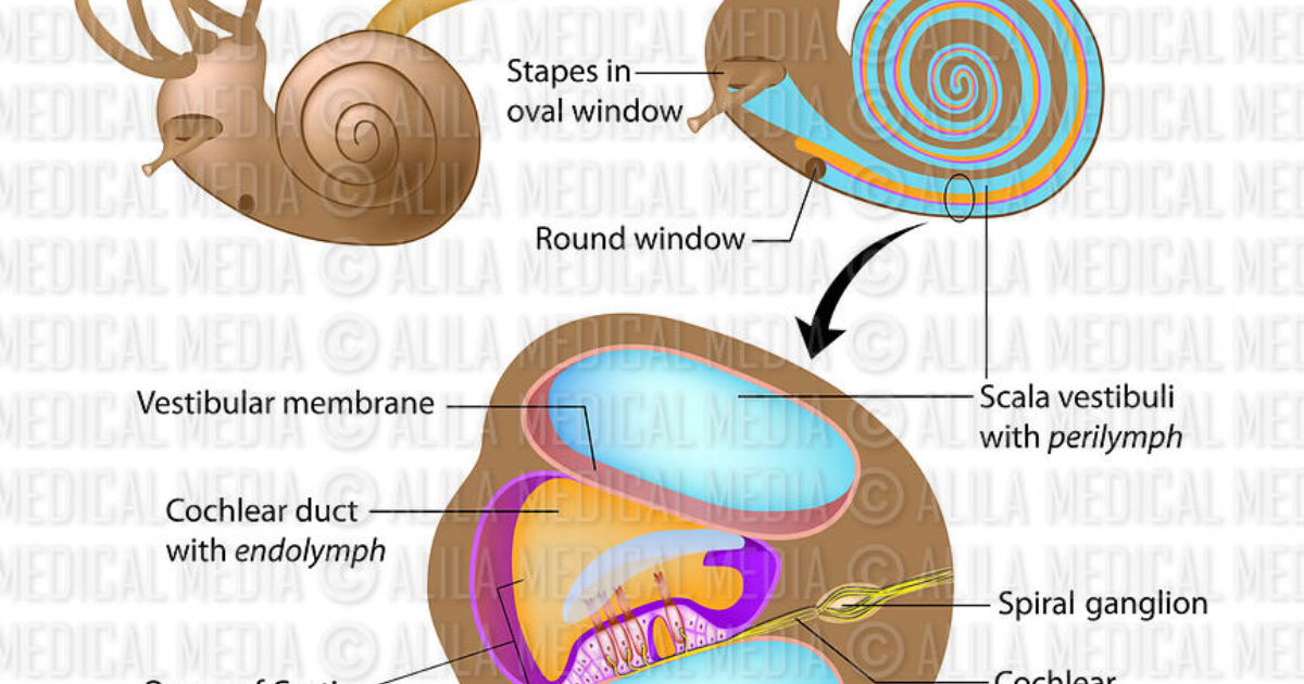 Neuro Quiet: Sudden Hearing Loss: Is It an Ear Stroke? 5 Facts to Know