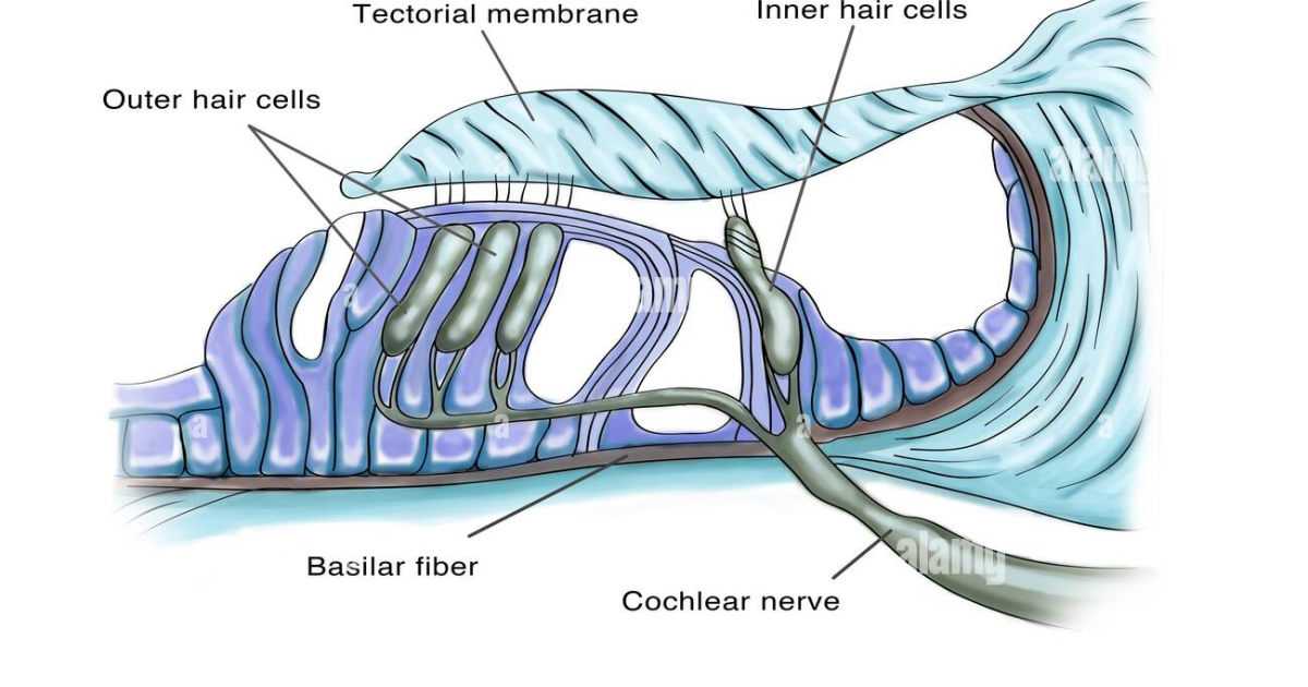 Quietum Plus: Sudden Hearing Loss: How Ear Stroke Affects the Inner Ear’s Tiny Hair Cells