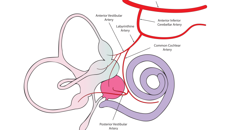 illustration of cochlea cross-section showing hair cells and blood vessels