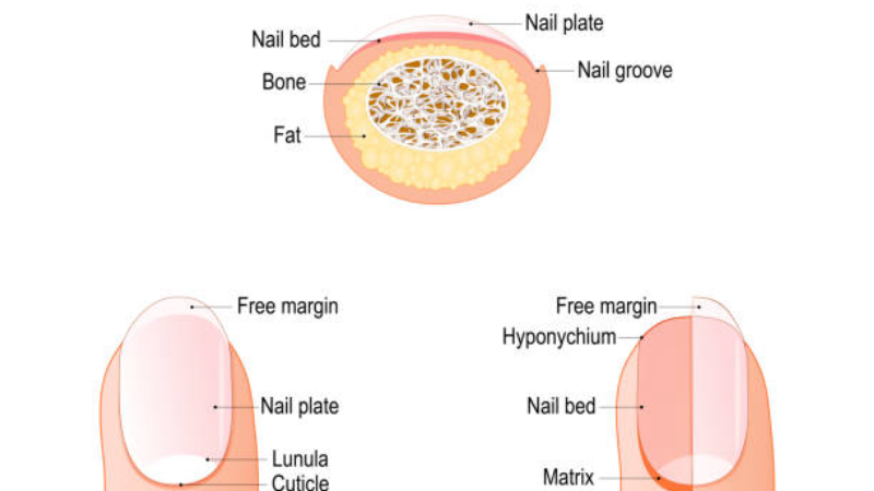 cross-section illustration of healthy vs fungal-infected nail anatomy