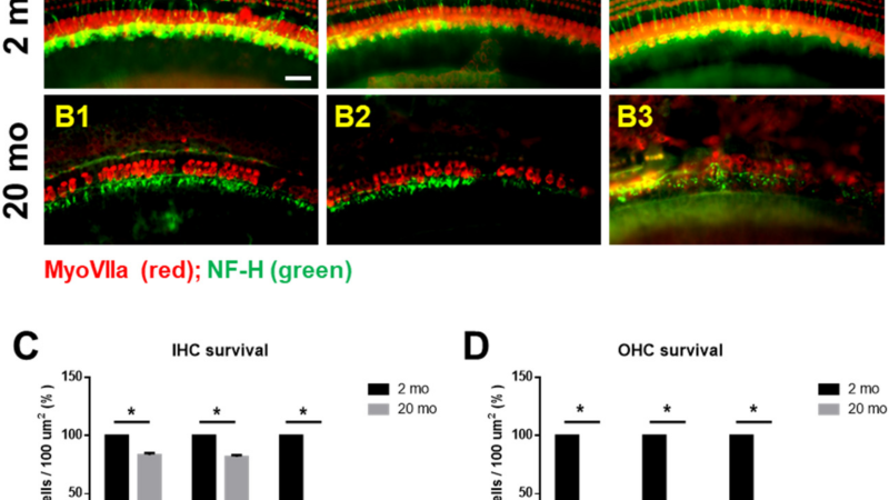 mitochondrial damage in inner ear hair cell illustration