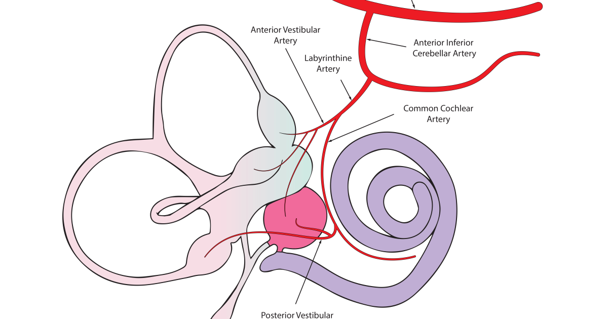 Tinnitus 911: Beyond the Noise – Understanding Cochlear Microcirculation Disruption as a Root Cause of Hearing Loss