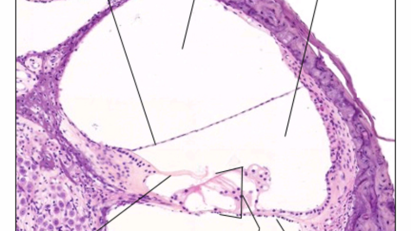 inner ear cochlea blood supply illustration