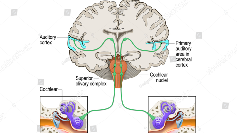 inner ear anatomy cochlea vestibular system