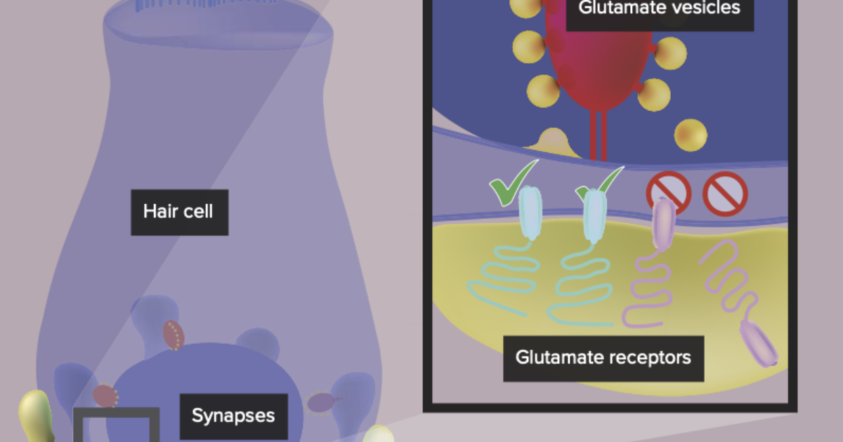 VidaCalm: Glutamate Excitotoxicity and Tinnitus – Can Overstimulation of Auditory Nerve Cells Trigger Ringing?