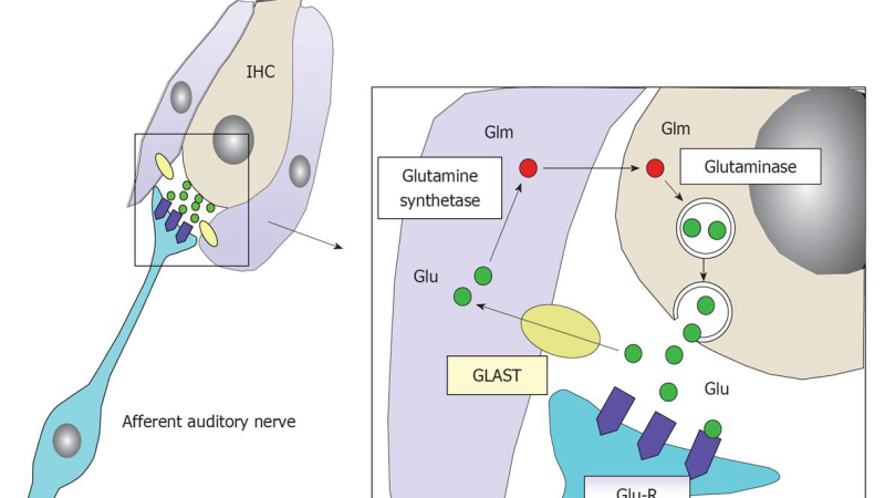 diagram of auditory nerve pathway showing glutamate release at synapses