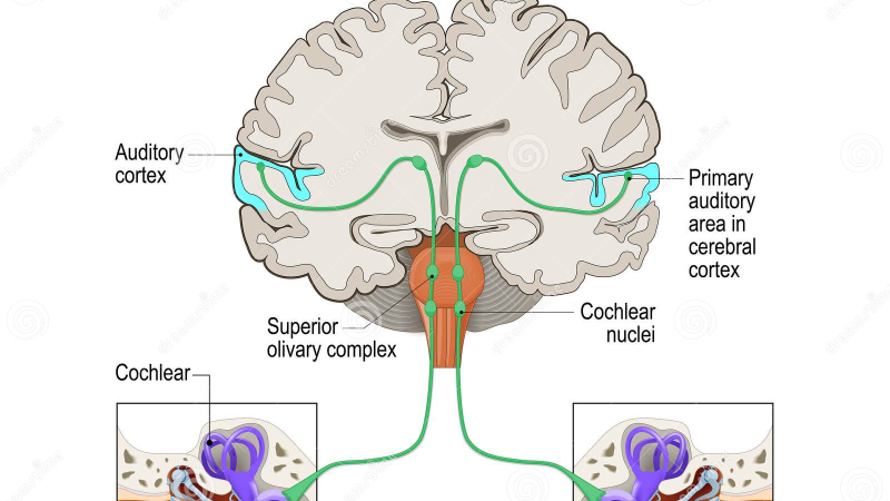 auditory cortex neural firing illustration