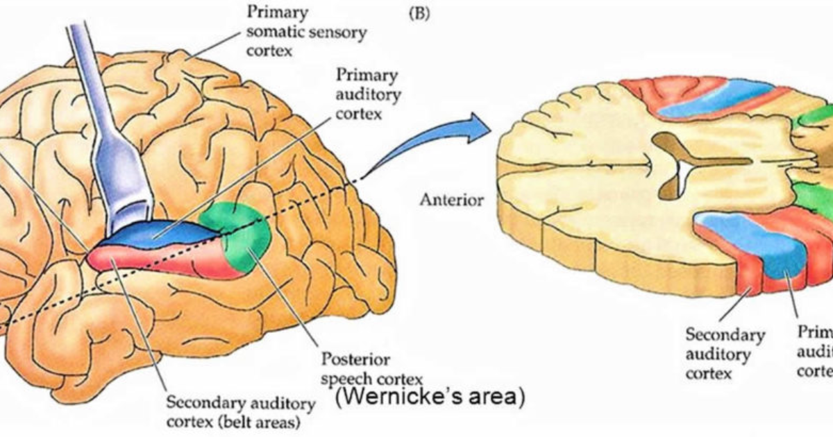 VidaCalm: The Stress-Tinnitus Connection: How Chronic Anxiety Wires Your Brain to Hear Ringing