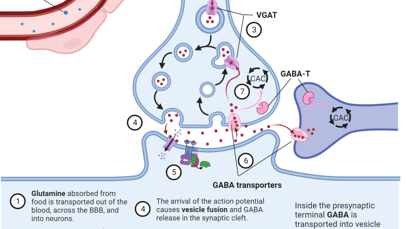 molecular diagram of GABA and glutamate receptors in the auditory pathway