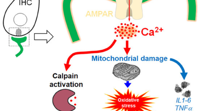 diagram showing glutamate excitotoxicity in the cochlear nucleus