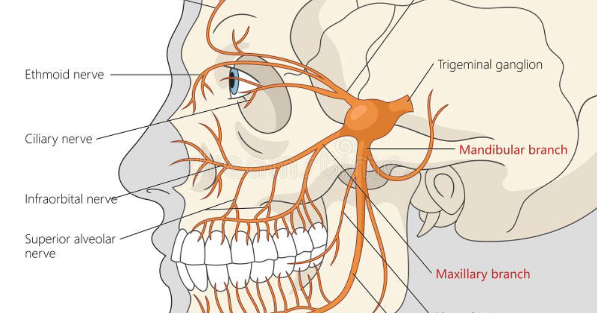 Neuro Quiet: Why Ear Ringing Gets Worse When You Touch Your Face (And How to Stop It)