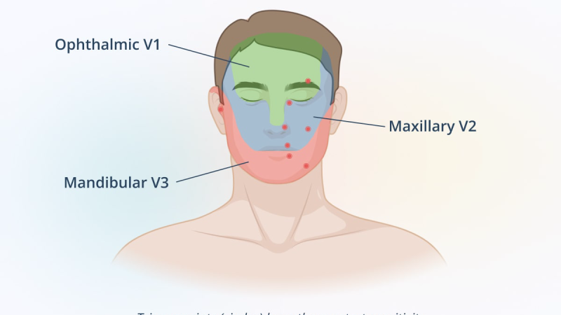 face nerves diagram trigeminal innervation