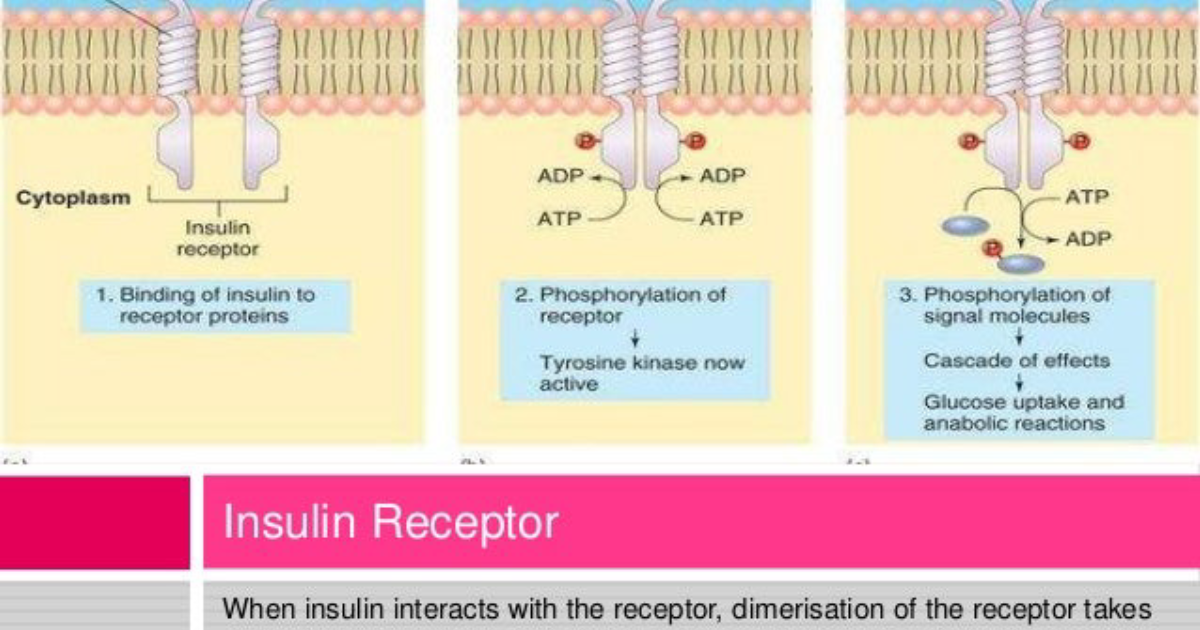 RegenVive Blood Sugar: Il Sabotatore Silenzioso – Come la Desensibilizzazione del Recettore Insulinico Inizia Anni Prima di una Diagnosi di Diabete