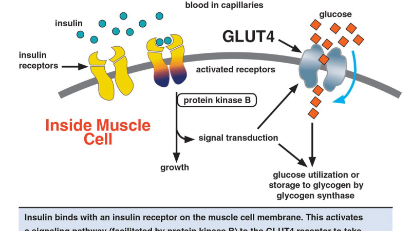 capsula di RegenVive Blood Sugar con ingredienti naturali