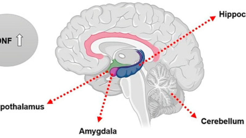 neuronal synapse plasticity