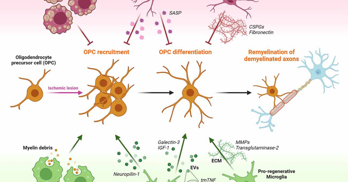 Harmobrain: Luteolina e Quercetina contro la Neuroinfiammazione – La Svolta Scientifica per la Memoria