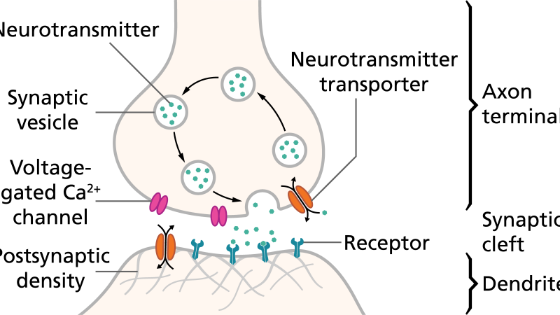 person running outdoors with brain illustration overlay