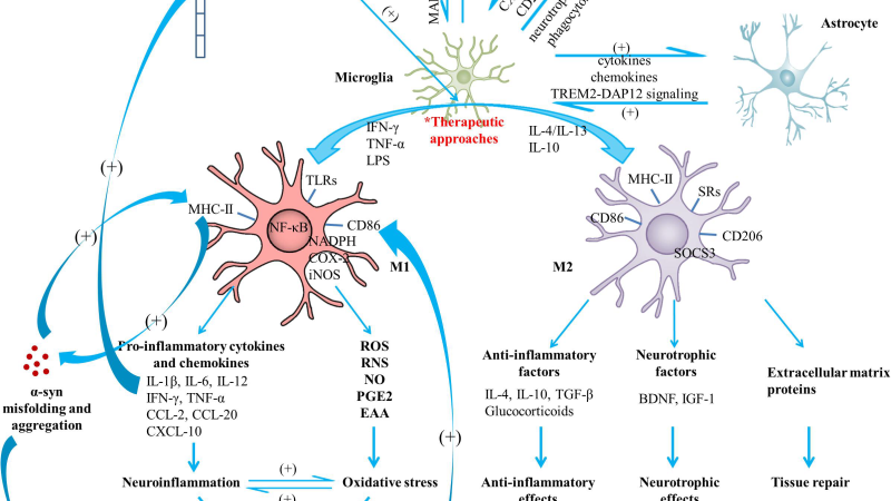 brain scan showing inflammation areas
