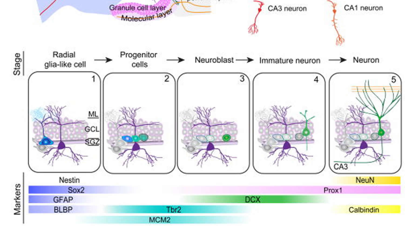 brain hippocampus plasticity exercise illustration