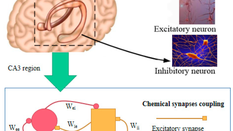 brain neuron synapse inflammation illustration