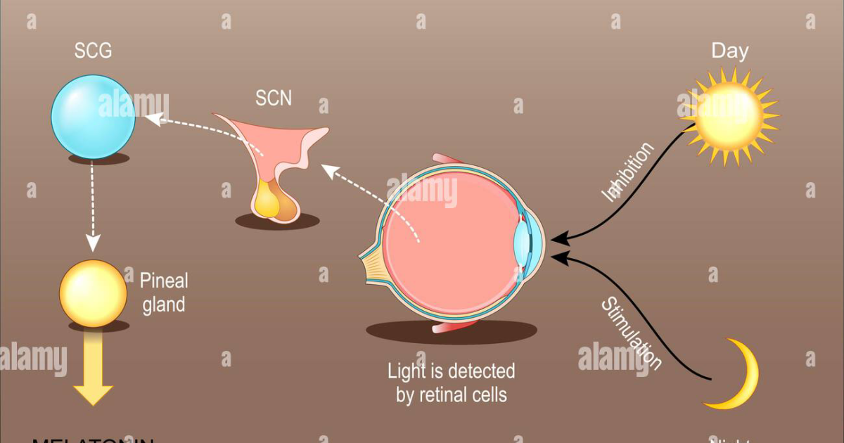 Visivra: Il Ruolo della Melatonina e del Ritmo Circadiano nella Protezione della Vista